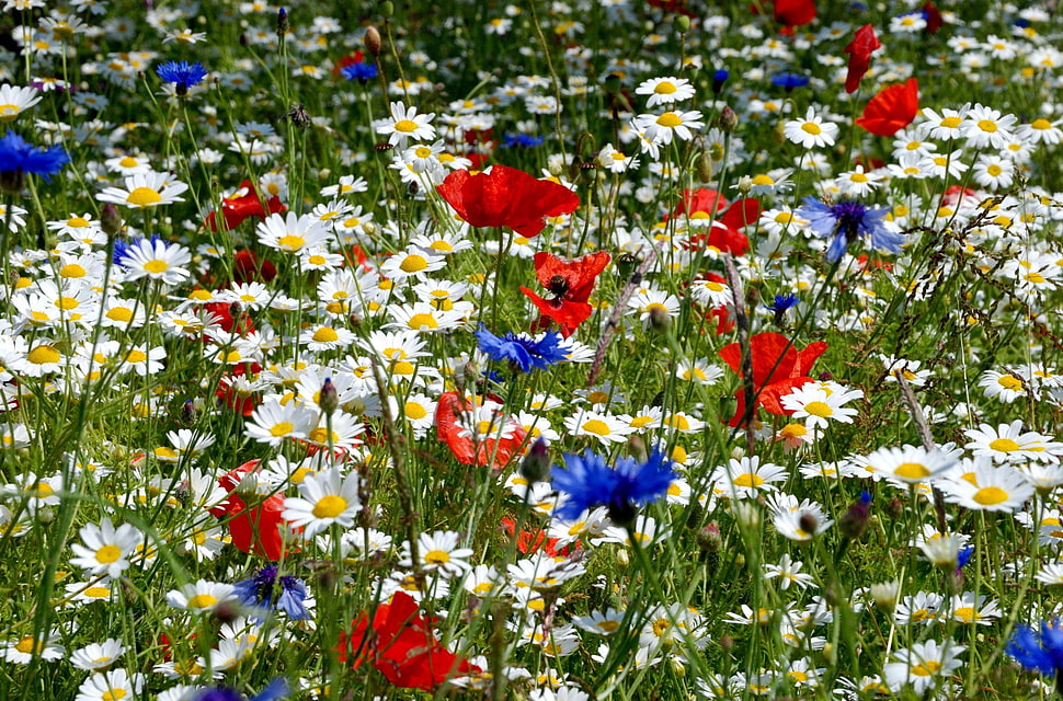 red, blue and white flower field HD wallpaper
