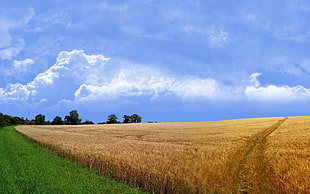 wheat field, nature, landscape HD wallpaper