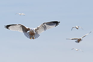 five Franklin's Gulls flying above sky during daytime