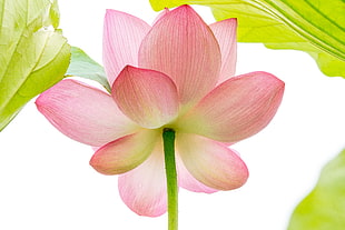 pink and white lotus