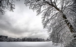 Trees,  Inclination,  Hoarfrost,  Winter HD wallpaper