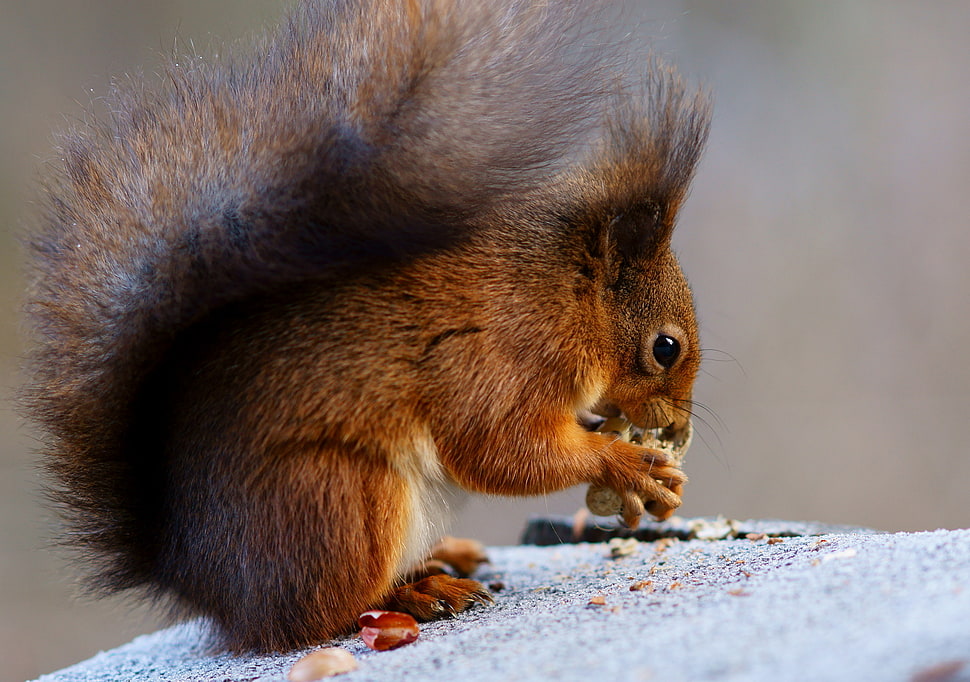 tan squirrel eating nut, peanut HD wallpaper
