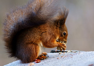 tan squirrel eating nut, peanut