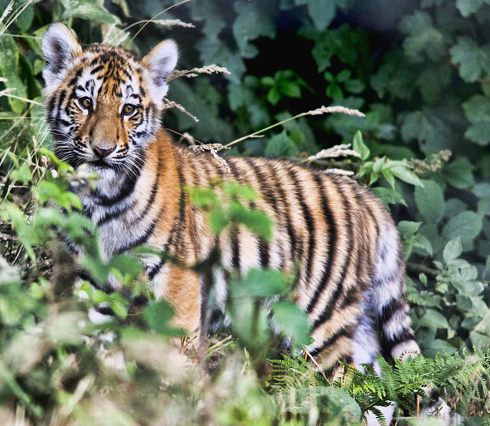 brown and black tiger HD wallpaper