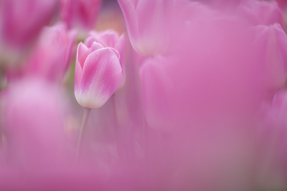 pink flower, flowers, tulips, pink flowers HD wallpaper