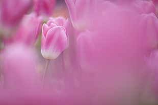 pink flower, flowers, tulips, pink flowers HD wallpaper