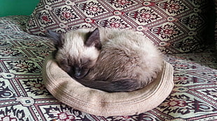 adult siamese cat laying on gray pet bed