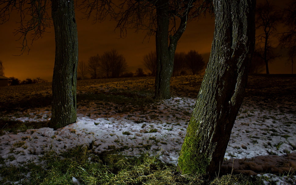 green and brown tree branch, landscape HD wallpaper