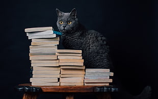 gray and black tabby cat, books, cat, animals