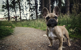 French Bulldog in focus photography HD wallpaper