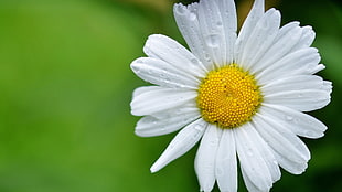common daisy, green, white flowers