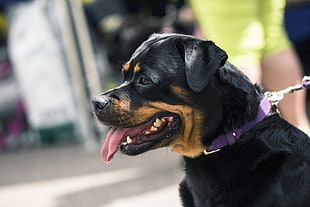 adult mahogany Rottweiler, Rottweiler, Dog, Muzzle