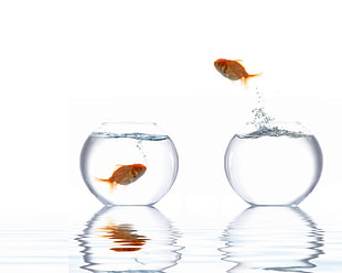 gold fish jumped over clear glass fish bowl HD wallpaper