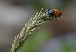 macro and selective focus photography of brown and black Ladybug