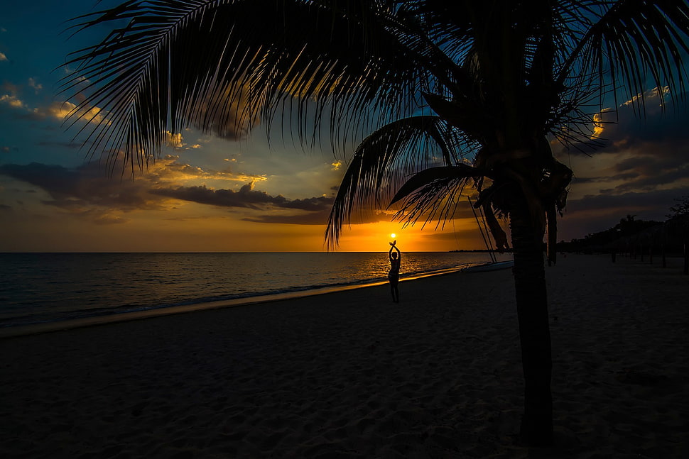 silhouetto of tree, sunset HD wallpaper