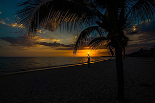 silhouetto of tree, sunset HD wallpaper