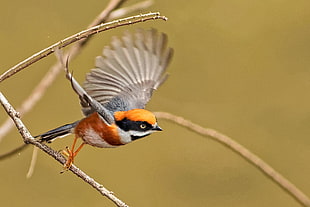 gray and orange bird preparing to fly fucos photo