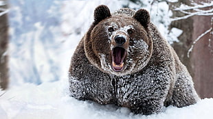 brown bear, snow, animals, bears