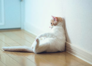 orange tabby cat lying on wall