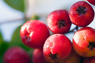red fruit in close-up photography, sorbus aucuparia