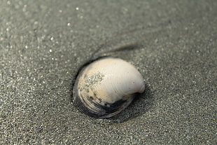 white and black seashell, seashell, sand, beach HD wallpaper