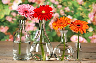 selective focus photography of four assorted-color petaled flowers with clear glass vases