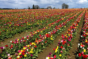 photo of bed of flower