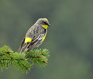gray and yellow throated bird, yellow-rumped warbler