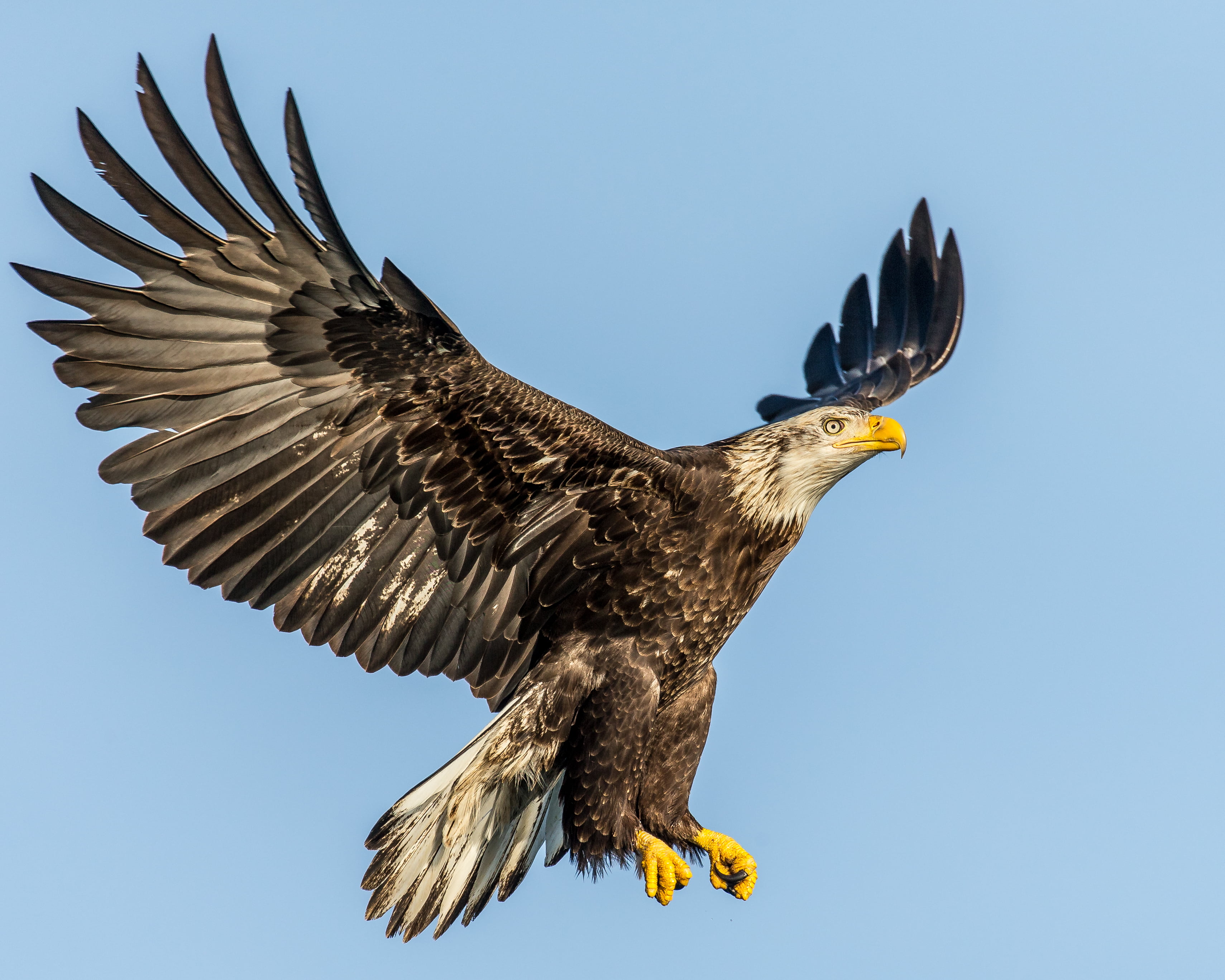 Eagle bird. Беркут ястреб Коршун. Орел ястреб Сокол Коршун Беркут. Орлан орёл Сокол ястреб. Орлы Соколы Ястребы коршуны.