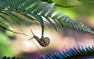 Macro Photography of black and brown snail