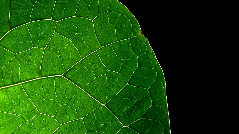 green leaf close-up photo HD wallpaper