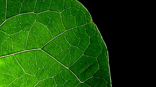 green leaf close-up photo