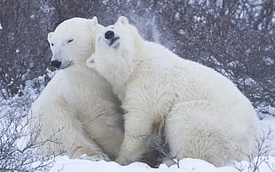 Polar bears,  Snow,  Winter,  Hugs