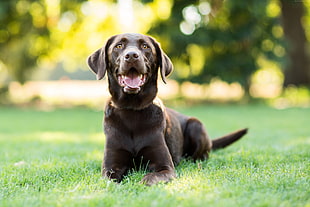 selective photography of adult chocolate Labrador retriever