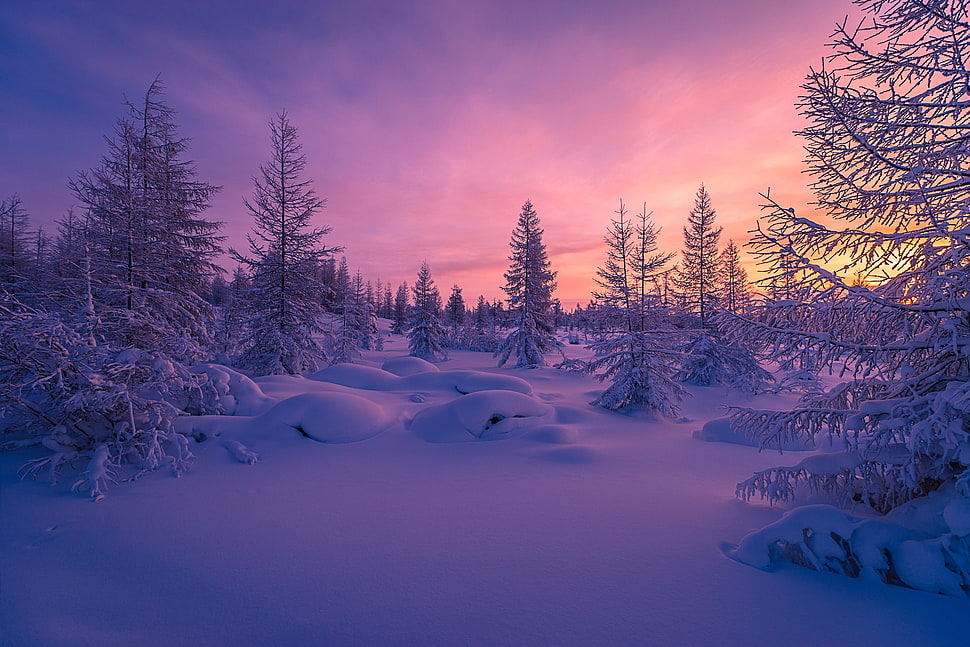 snow with pine trees during golden hour HD wallpaper