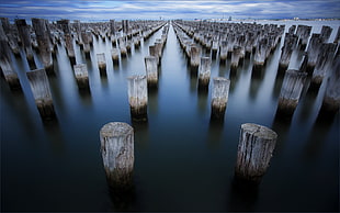 photo of wood trunks on body of water