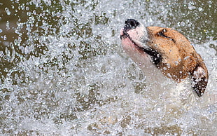 white and tan American pit bull terrier playing on water