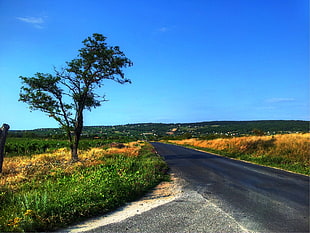 photo of empty black road near grasses and tree during day time
