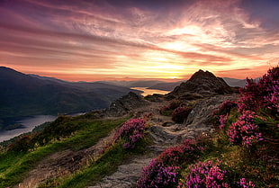 landscape photo of flowery mountain, highland HD wallpaper