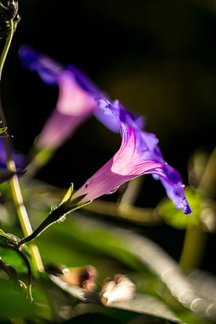 selective focus photographed of purple petaled flower HD wallpaper