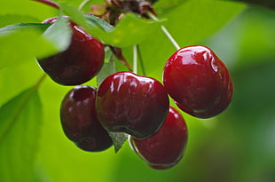 depth of field photography of red cherries, loir-et-cher HD wallpaper