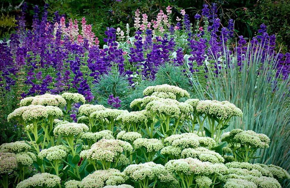 purple and white flowers HD wallpaper