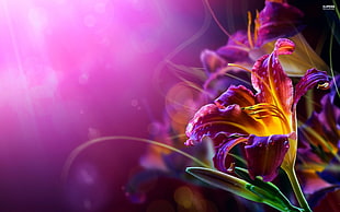 purple-and-yellow daylilies in bloom digital wallpaper