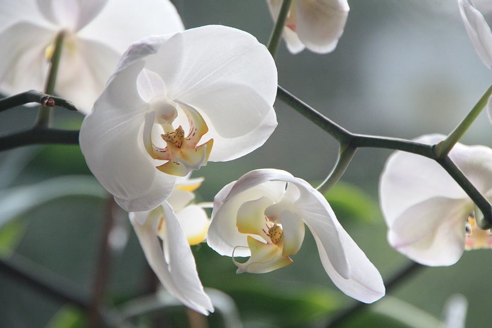 close-up photo of white Moth Orchid flower HD wallpaper