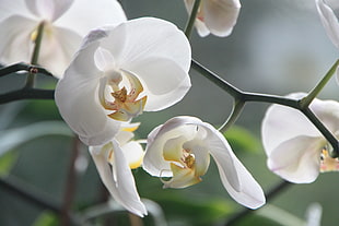close-up photo of white Moth Orchid flower
