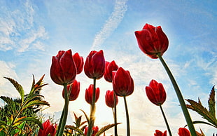 focus photo of red Tulip flower under white clouds during daytime