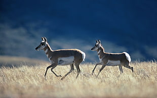 selective focus photography of two brown-and-white 4-legged animal running on brown grass
