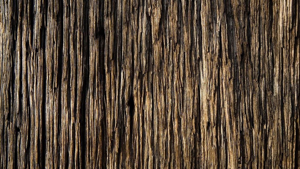 Bark,  Wood,  Background,  Texture HD wallpaper