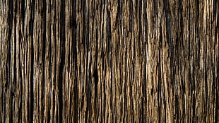 Bark,  Wood,  Background,  Texture HD wallpaper