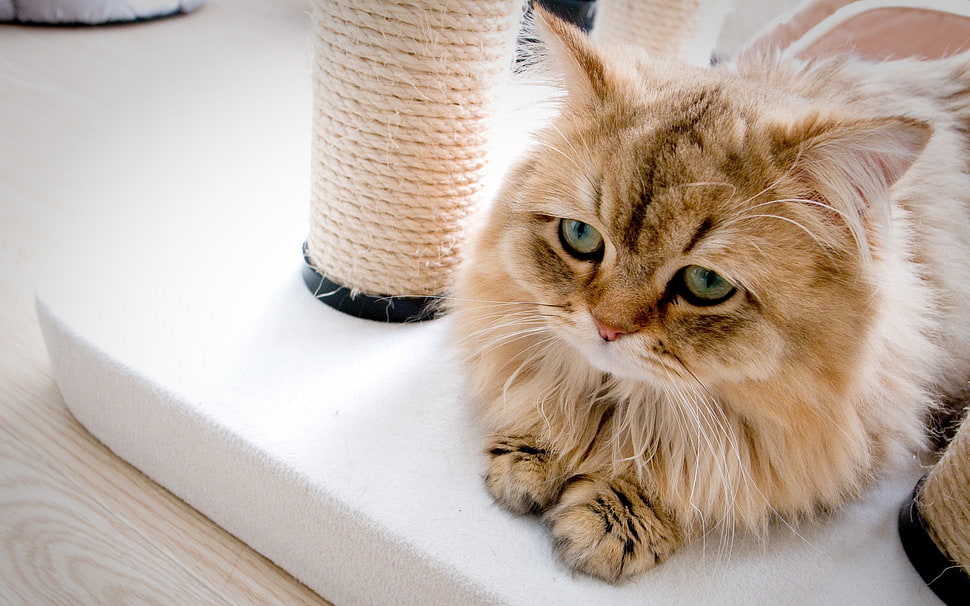 brown Persian cat on white surface HD wallpaper
